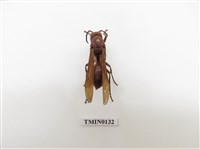 藏品(蜂)的圖片